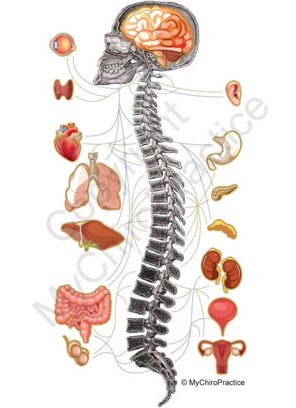 Detailed anatomical diagram of the human spine and nervous system showing the connection between vertebrae and internal organs.
